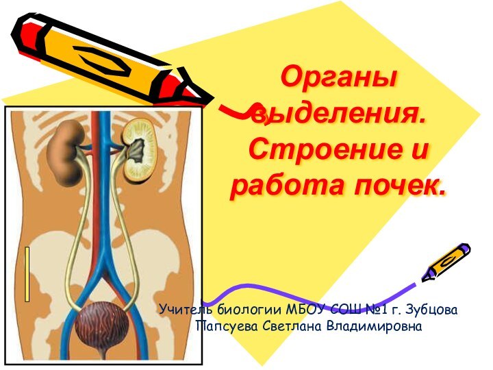 Органы выделения. Строение и работа почек.Учитель биологии МБОУ СОШ №1 г. ЗубцоваПапсуева Светлана Владимировна