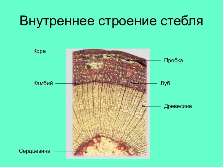 Внутреннее строение стебляКораПробкаЛубКамбийДревесинаСердцевина