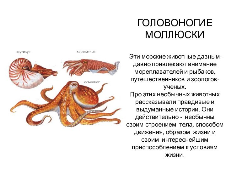 ГОЛОВОНОГИЕ МОЛЛЮСКИ Эти морские животные давным-давно привлекают внимание мореплавателей и рыбаков, путешественников