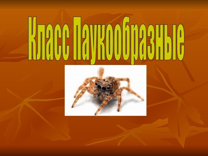 Класс Паукообразные