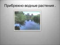 Прибрежно-водные растения