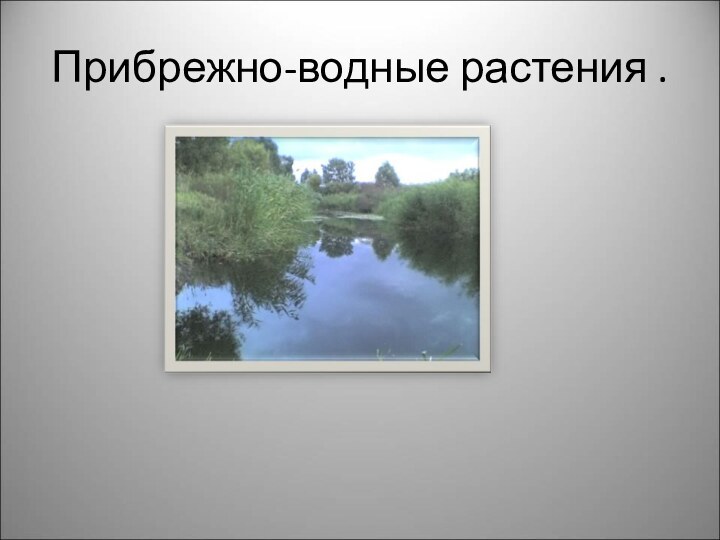 Прибрежно-водные растения .