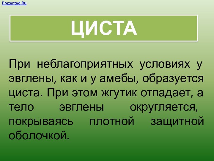 При неблагоприятных условиях у эвглены, как и у амебы, образуется циста. При