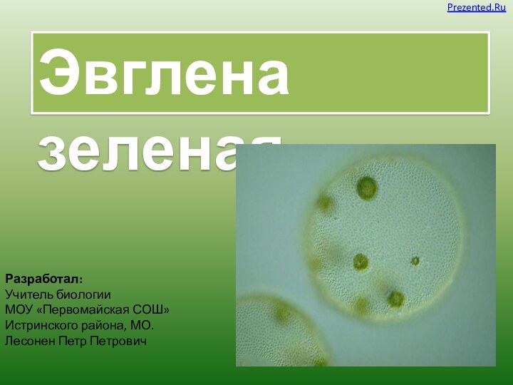 Эвглена зеленаяРазработал:Учитель биологии МОУ «Первомайская СОШ»Истринского района, МО.Лесонен Петр ПетровичPrezented.Ru