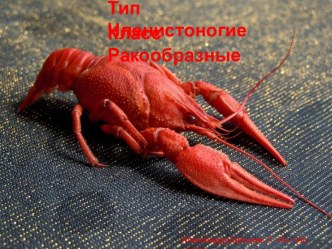 Тип членистоногие. Класс ракообразные.