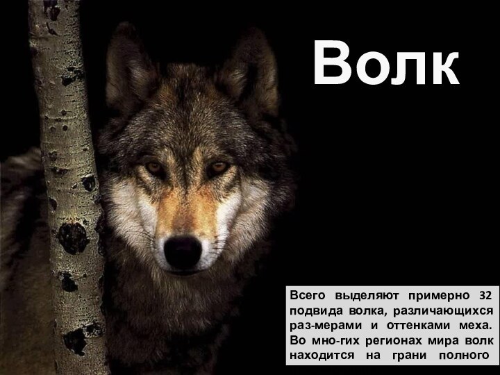 ВолкВсего выделяют примерно 32 подвида волка, различающихся раз-мерами и оттенками меха. Во