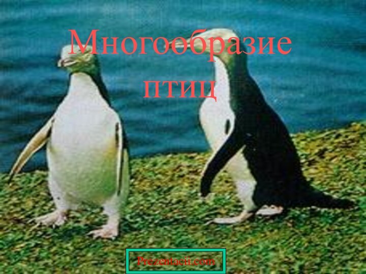 Многообразие птицPrezentacii.com