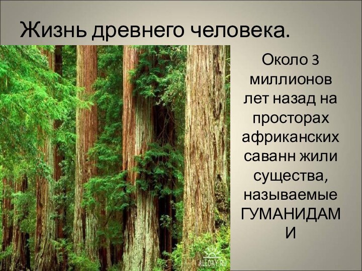 Жизнь древнего человека.Около 3 миллионов лет назад на просторах африканских саванн жили существа, называемые ГУМАНИДАМИ