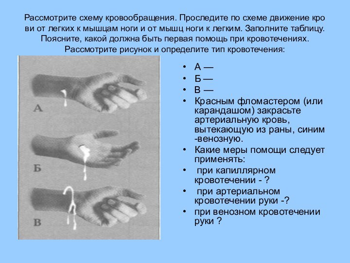 Рассмотрите схему кровообращения. Проследите по схеме движение кро­ви от легких к мышцам