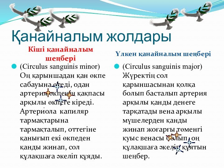 Қанайналым жолдарыКіші қанайналым шеңберіҮлкен қанайналым шеңбері(Circulus sanguinis minor) Оң қарыншадан қан өкпе