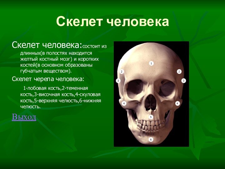 Скелет человекаСкелет человека:состоит из длинных(в полостях находится желтый костный мозг) и коротких