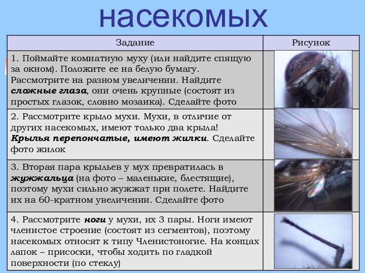 3. Строение насекомых