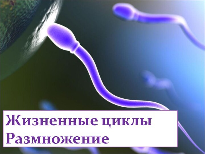 Жизненные циклы Размножение