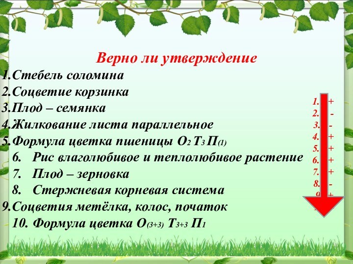 Верно ли утверждениеСтебель соломинаСоцветие корзинкаПлод – семянкаЖилкование листа параллельноеФормула цветка пшеницы О2