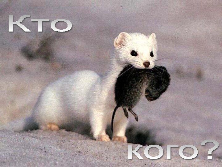 Кто кого?