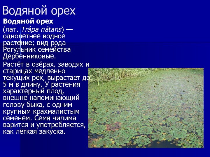 Водяной орехВодяной орех(лат. Trápa nátans) — однолетнее водное растение; вид рода Рогульник семейства Дербенниковые.Растёт