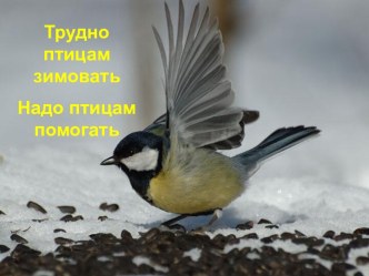 Зимующие птицы нашего края
