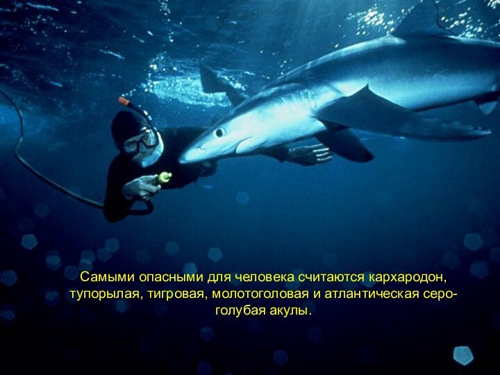 Самыми опасными для человека считаются кархародон, тупорылая, тигровая, молотоголовая и атлантическая серо-голубая акулы.