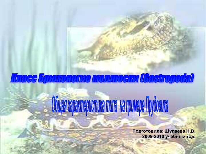 Подготовила: Шулаева Н.В.2009-2010 учебный год.Класс Брюхоногие моллюски (Gastropoda) Общая характеристика типа на примере Прудовика