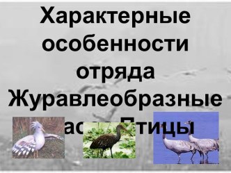 Характерные особенности отряда Журавлеобразные класса Птицы