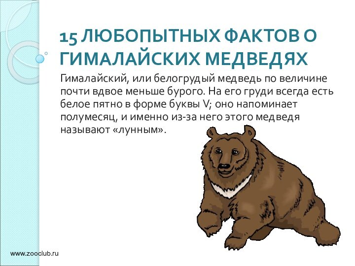 15 ЛЮБОПЫТНЫХ ФАКТОВ О ГИМАЛАЙСКИХ МЕДВЕДЯХГималайский, или белогрудый медведь по величине почти