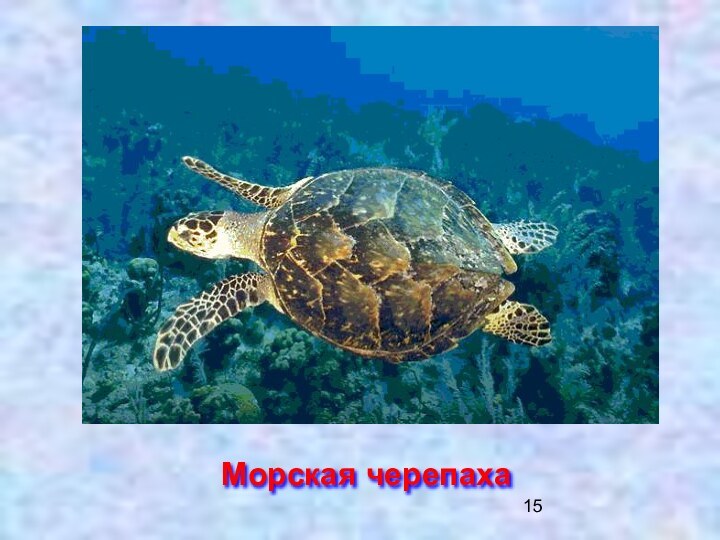 Морская черепаха