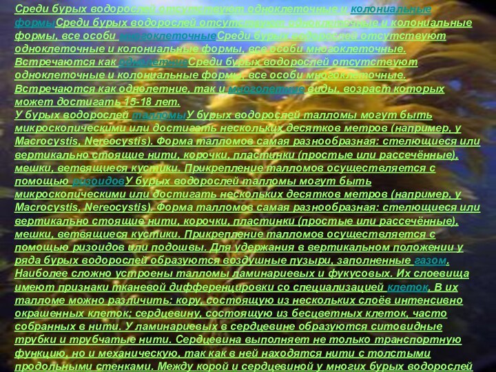 Среди бурых водорослей отсутствуют одноклеточные и колониальные формыСреди бурых водорослей отсутствуют одноклеточные