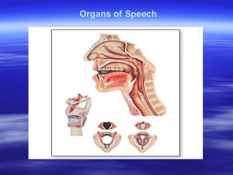 Organs of Speech