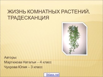 Традесканция