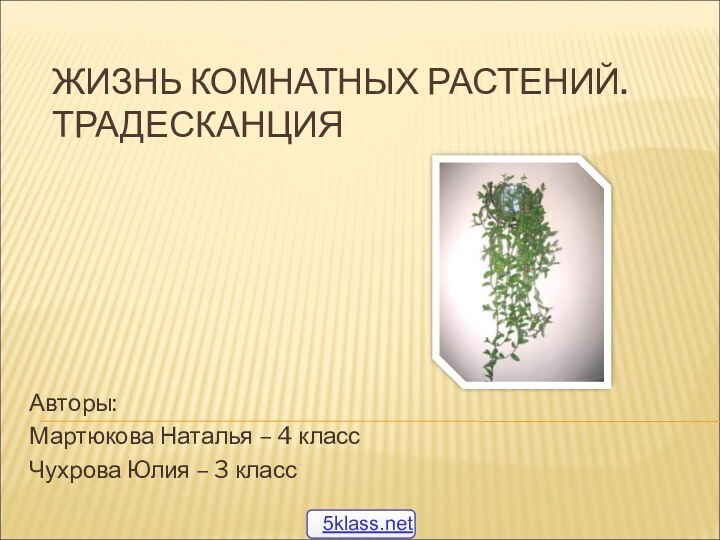 ЖИЗНЬ КОМНАТНЫХ РАСТЕНИЙ. ТРАДЕСКАНЦИЯАвторы: Мартюкова Наталья – 4 классЧухрова Юлия – 3 класс