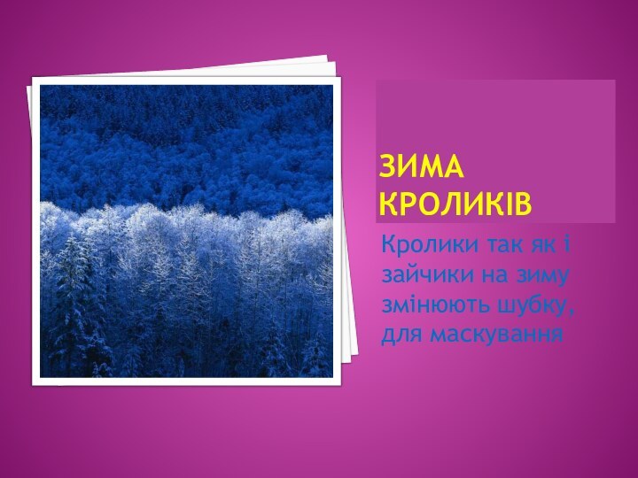 Зима кроликівКролики так як і зайчики на зиму змінюють шубку, для маскування