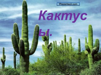 Кактусы