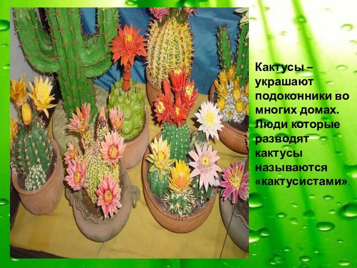 Кактусы – украшают подоконники во многих домах. Люди которые разводят кактусы называются «кактусистами».