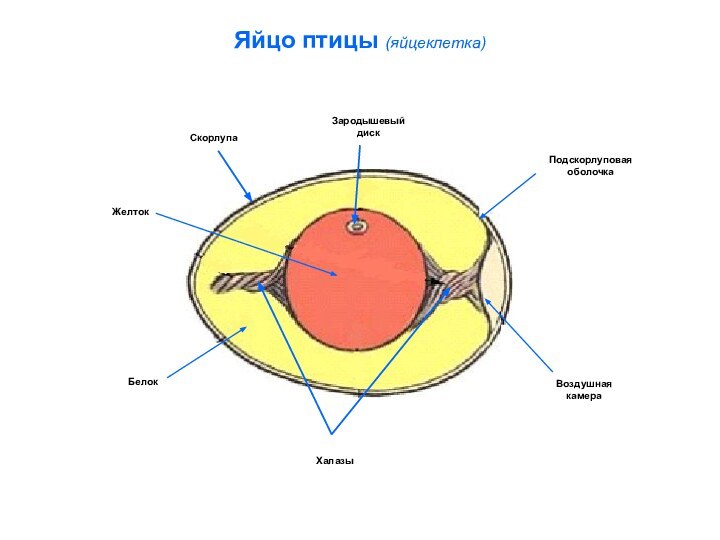 Яйцо птицы (яйцеклетка)Зародышевый дискПодскорлуповаяоболочкаВоздушная камераХалазыБелокЖелтокСкорлупа