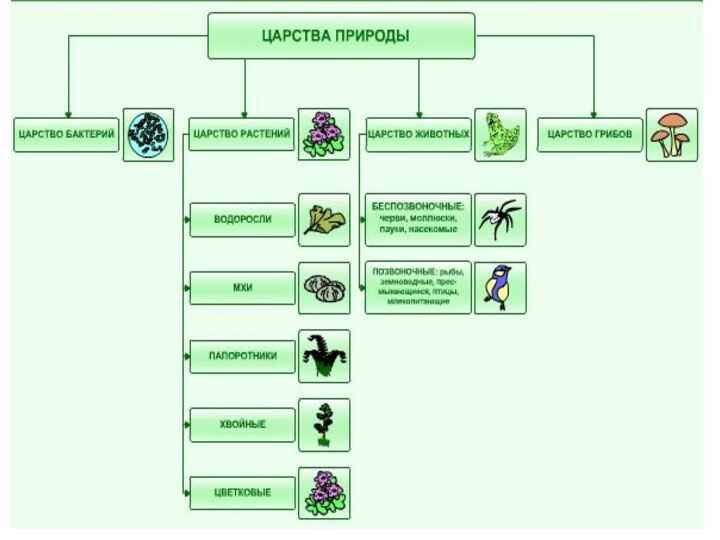 Царства природы