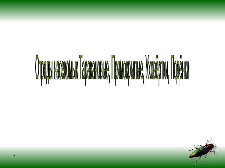 *Отряды насекомых Таракановые, Прямокрылые, Уховёртки, Подёнки