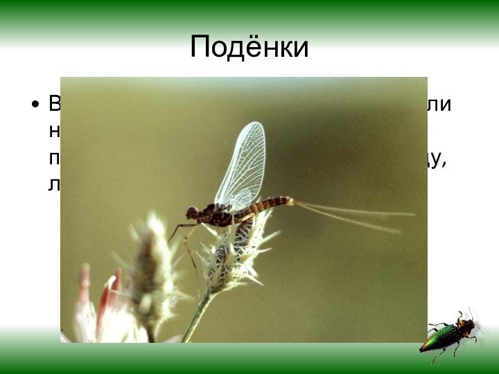 ПодёнкиВо взрослом состоянии живут один или несколько дней. Взрослые особи не питаются.