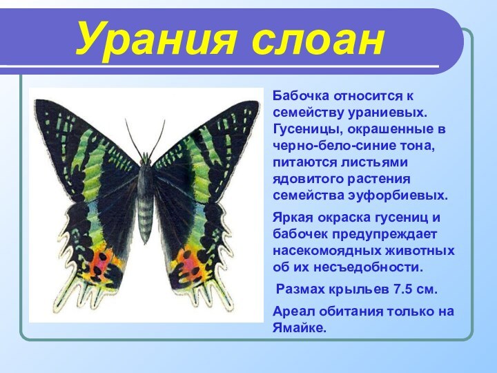 Урания слоанБабочка относится к семейству ураниевых. Гусеницы, окрашенные в черно-бело-синие тона, питаются