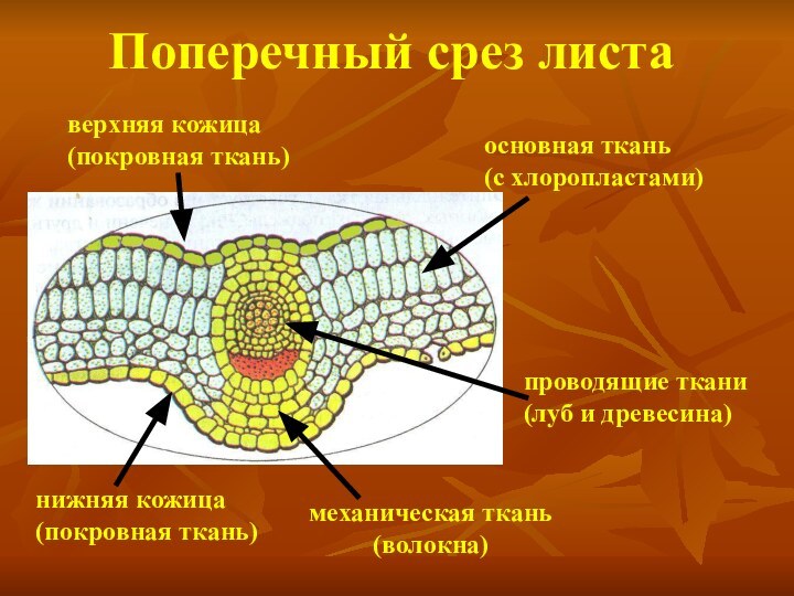 Поперечный срез листанижняя кожица(покровная ткань)верхняя кожица(покровная ткань)основная ткань (с хлоропластами)механическая ткань(волокна)проводящие ткани(луб и древесина)