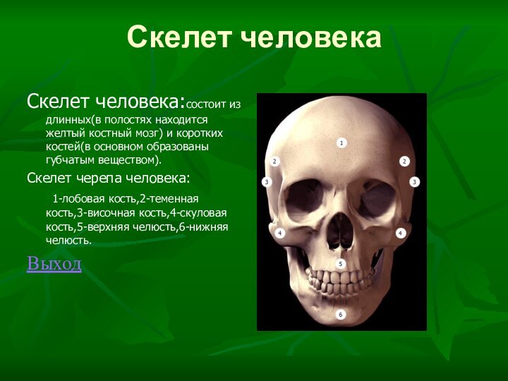 Скелет человекаСкелет человека:состоит из длинных(в полостях находится желтый костный мозг) и коротких