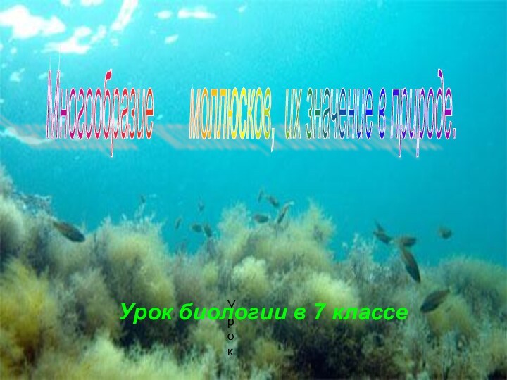 УрокМногообразие    моллюсков, их значение в природе. Урок биологии в 7 классе