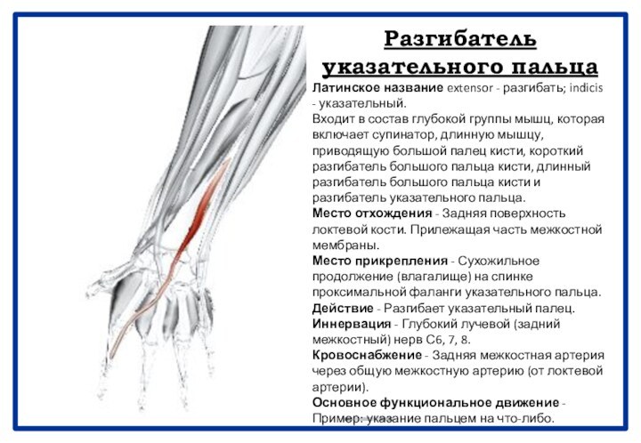 Разгибатель указательного пальцаЛатинское название extensor - разгибать; indicis - указательный.Входит в состав глубокой