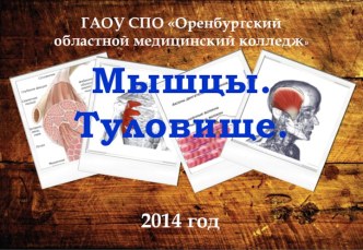 Туловище. Мышцы. ГАОУ СПО Оренбургский областной медицинский колледж 2014 г. КОЛОМАК В.А.