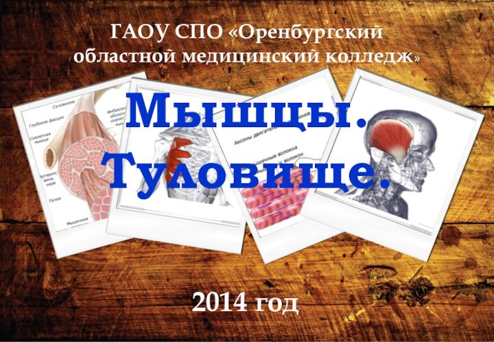 Мышцы. Туловище.ГАОУ СПО «Оренбургский областной медицинский колледж»2014 год.