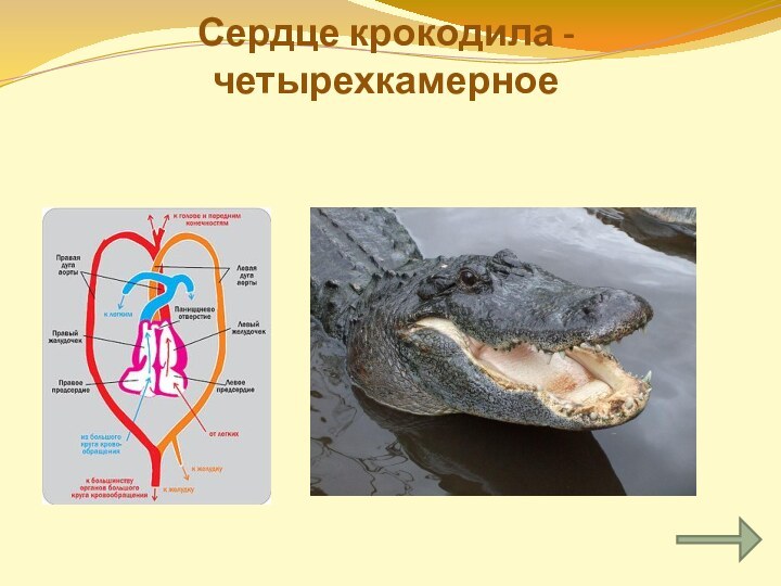 Круг кровообращения черепахи. Кровеносная система крокодилов схема. Сердце крокодила строение. Сердце крокодила четырехкамерное. Почему у крокодила четырехкамерное сердце.