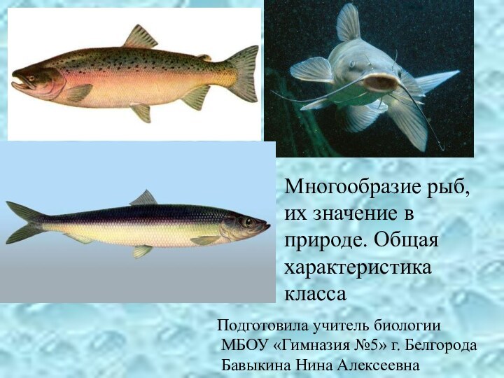 Многообразие рыб, их значение в природе. Общая характеристика классаПодготовила учитель биологии МБОУ