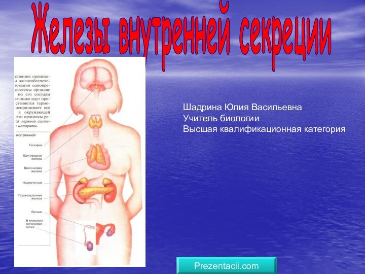 Железы внутренней секрецииШадрина Юлия Васильевна Учитель биологииВысшая квалификационная категорияPrezentacii.com