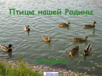 Разные птицы