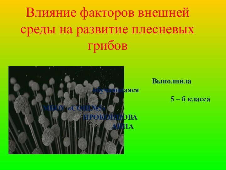 Влияние факторов внешней среды на развитие плесневых грибов