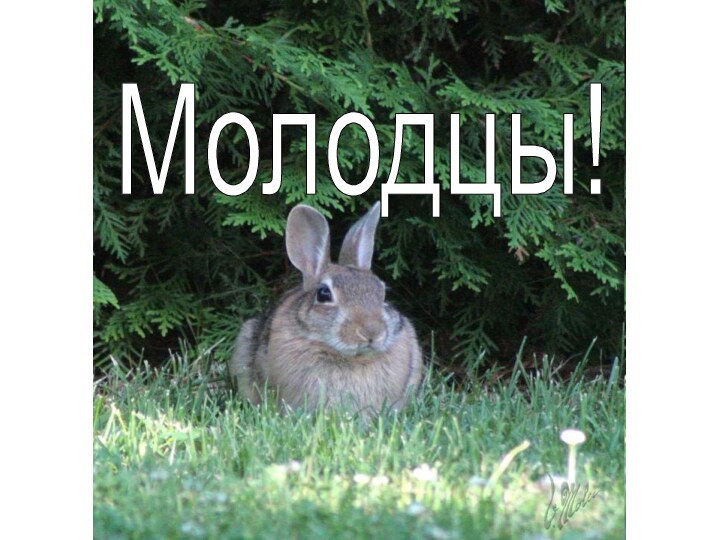 Молодцы!Молодцы!